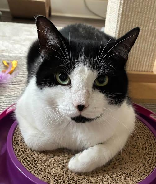 Enlarge Oreo of course, a Adoptable Tuxedo in Bath, ME image 3/6