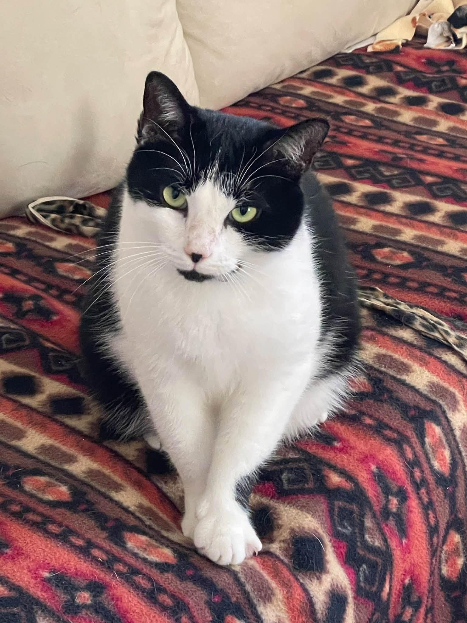 Oreo of course, Adoptable, Adult Male Tuxedo.