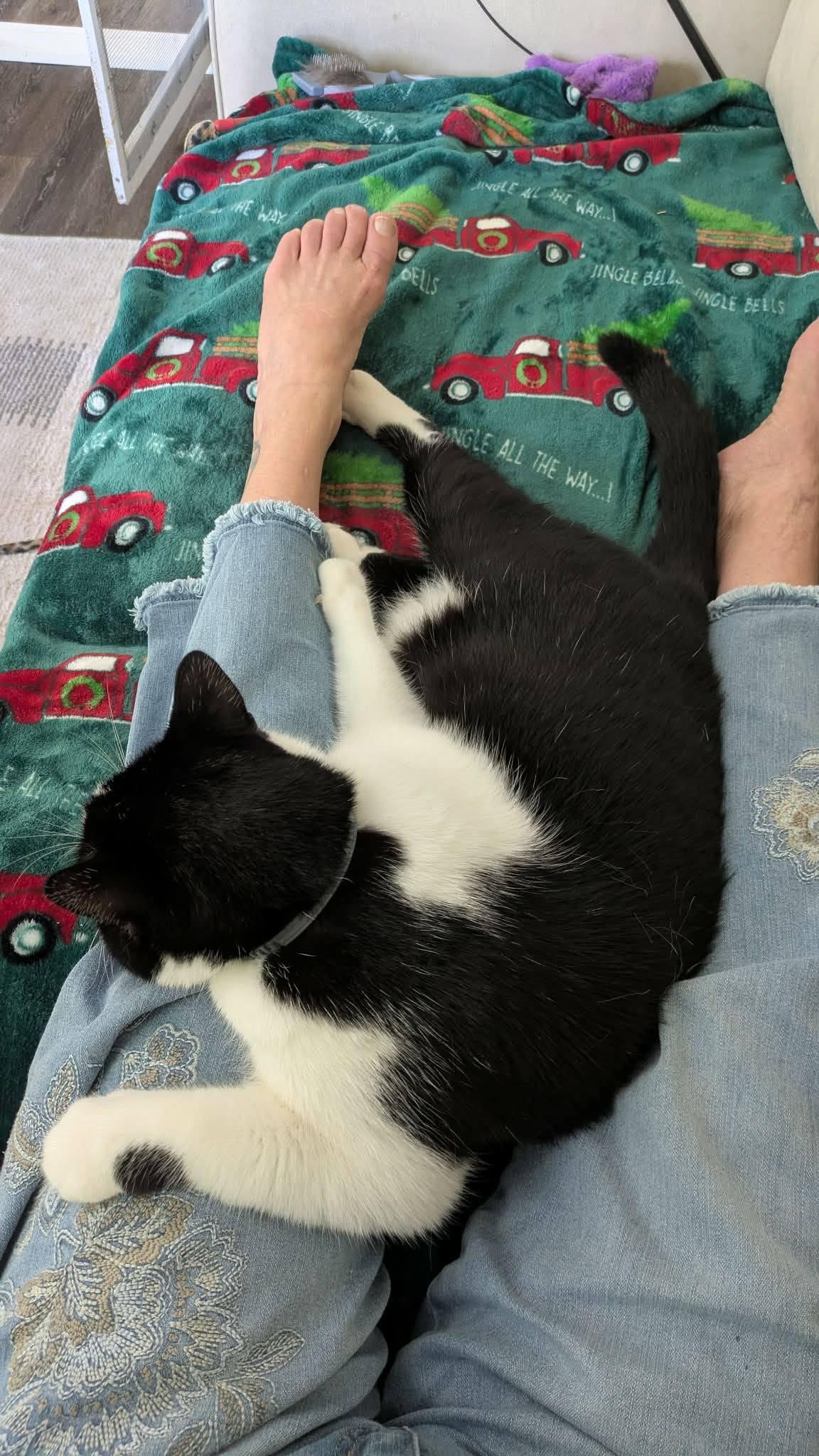 Enlarge Oreo of course, a Adoptable Tuxedo in Bath, ME image 4/6