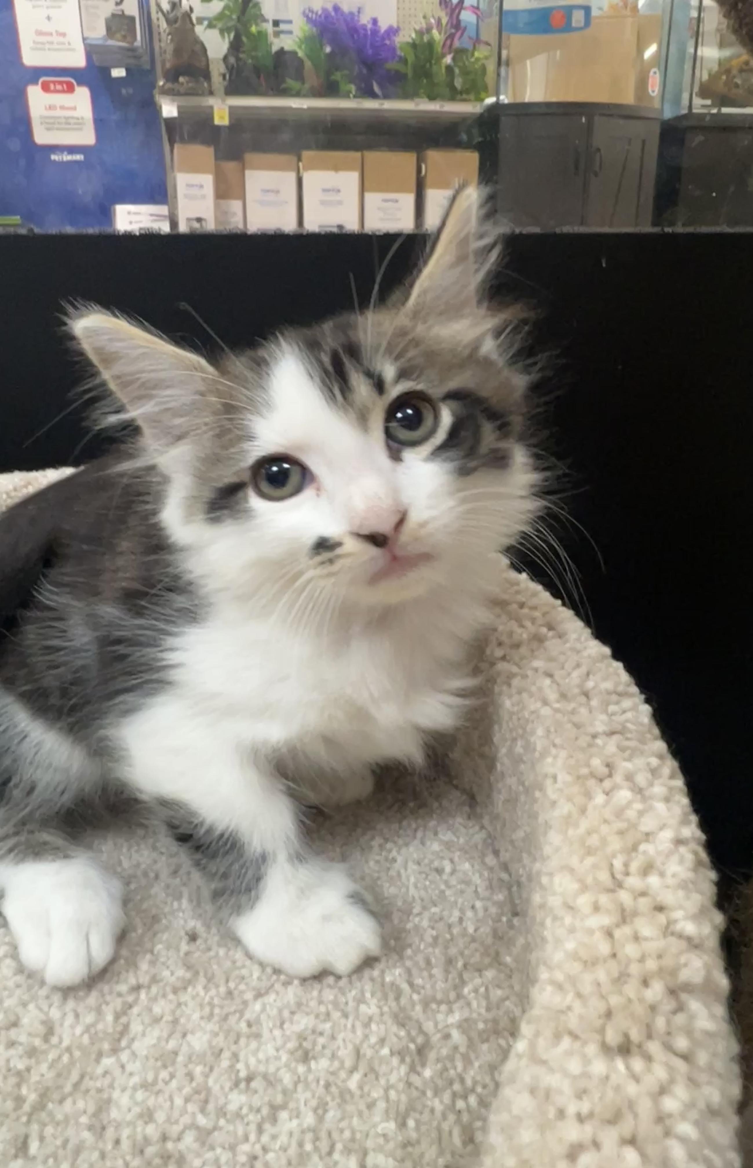 Boris-preadopt, Adoptable, Kitten Male Domestic Short Hair.