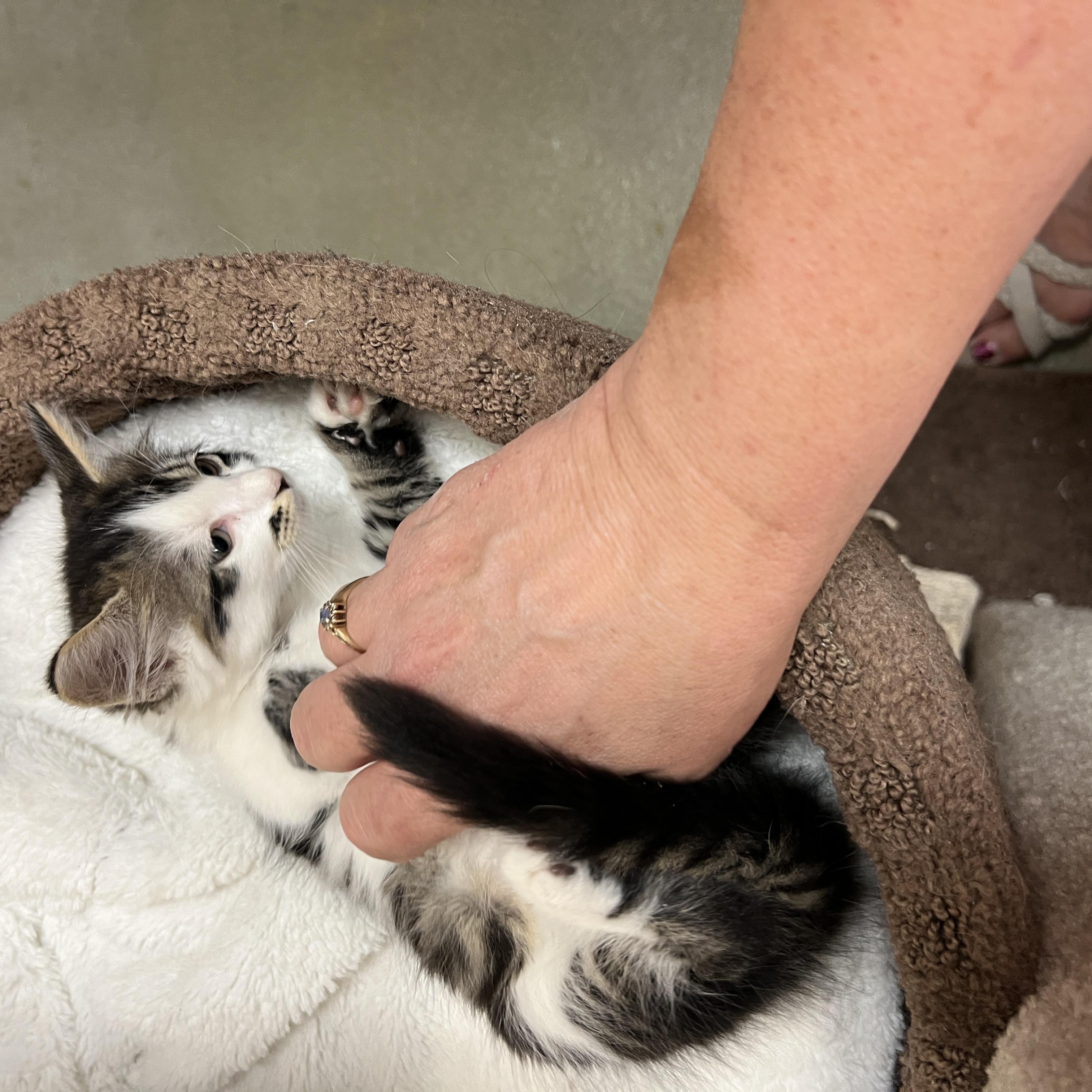 Enlarge Boris-preadopt, a Adoptable mixed breed in Bradenton, FL image 2/3