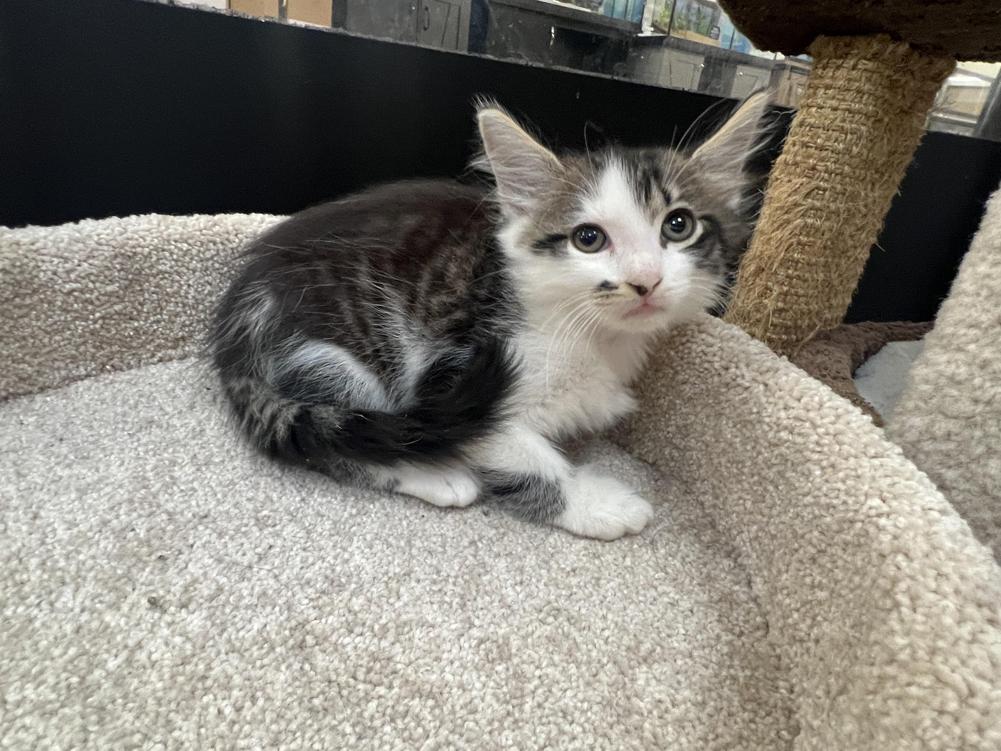 Enlarge Boris-preadopt, a Adoptable mixed breed in Bradenton, FL image 3/3