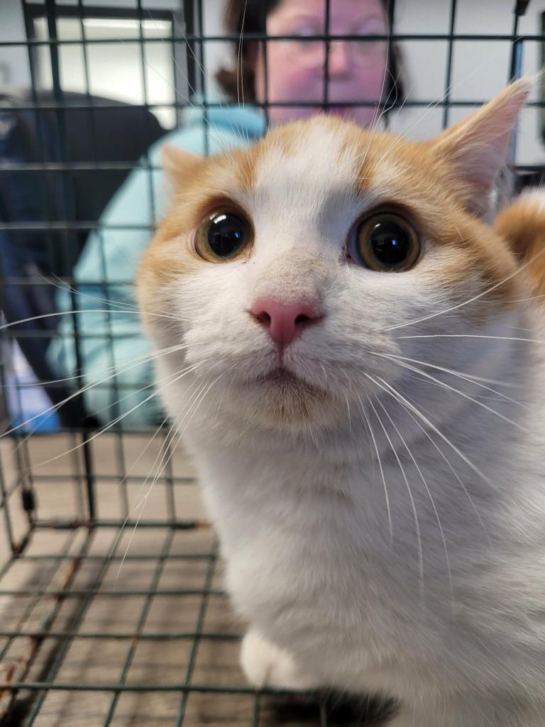 Jimley, Adoptable, Kitten Female Domestic Short Hair.