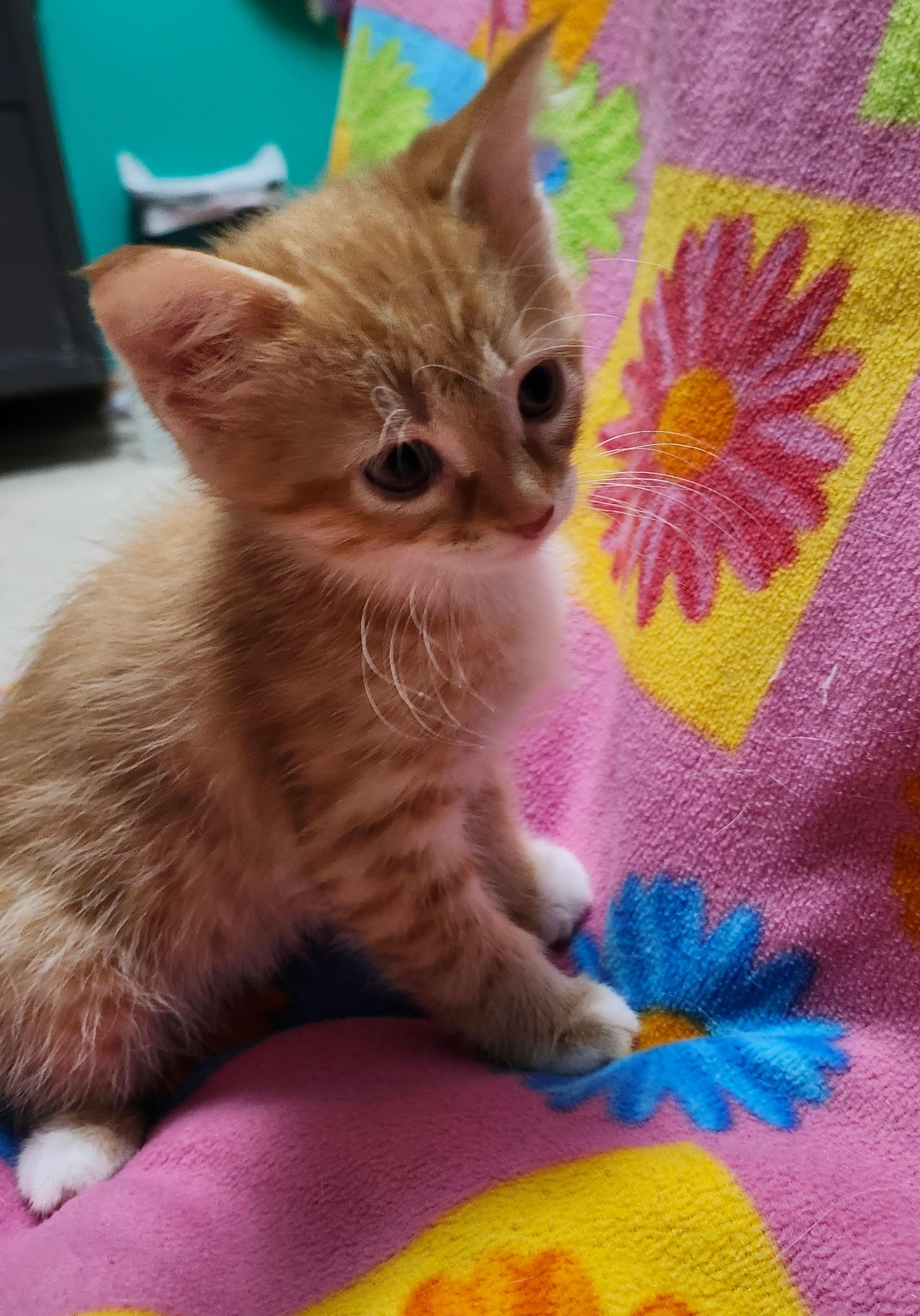 Graham Cracker