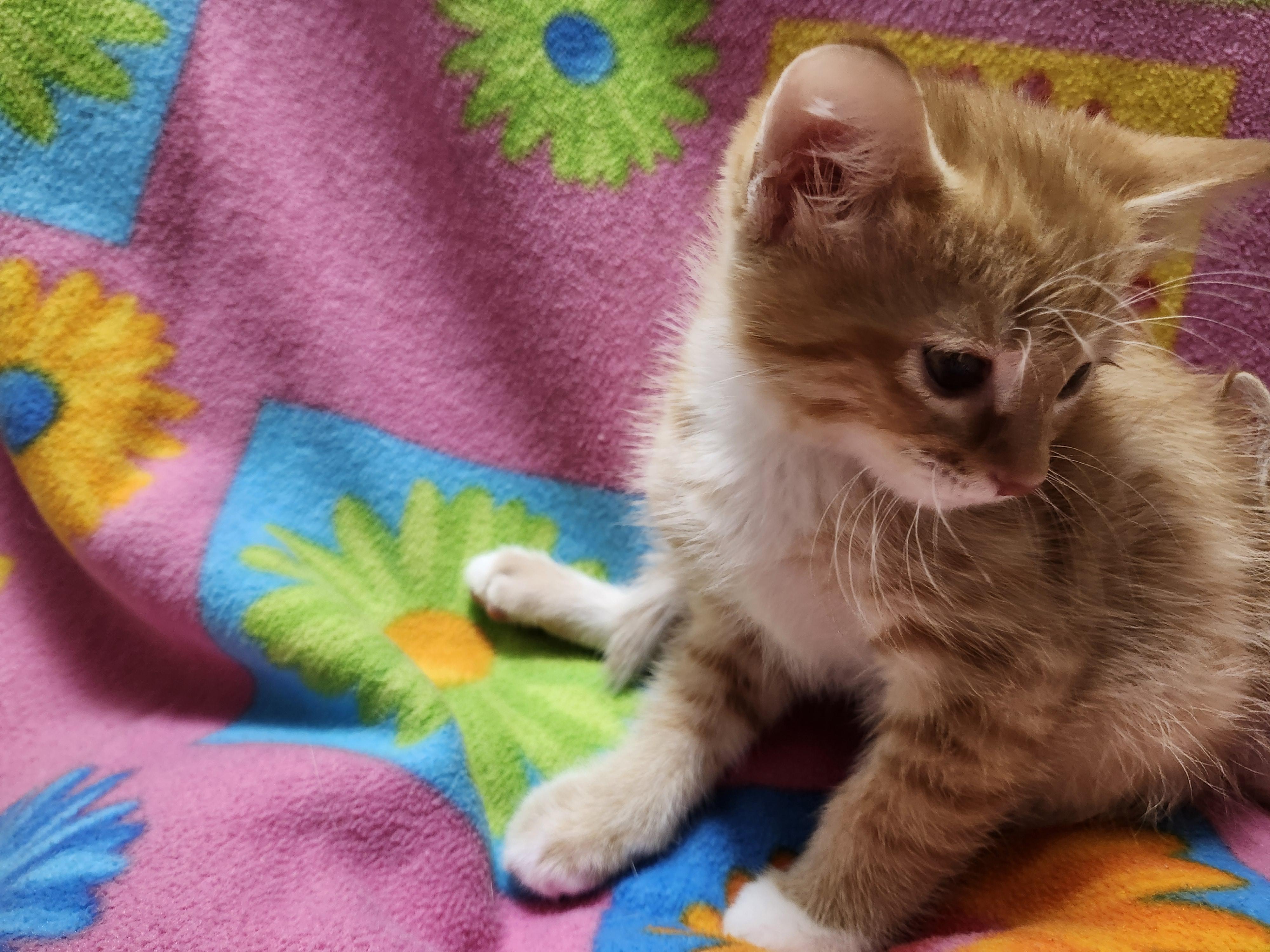 Graham Cracker