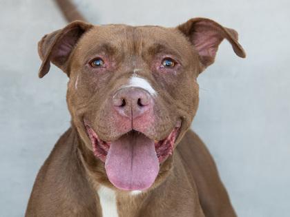 Enlarge Nessa, a Adoptable mixed breed in Longmont, CO image 3/3