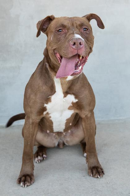 Nessa, Adoptable, Young Female Mixed Breed & Mixed Breed.