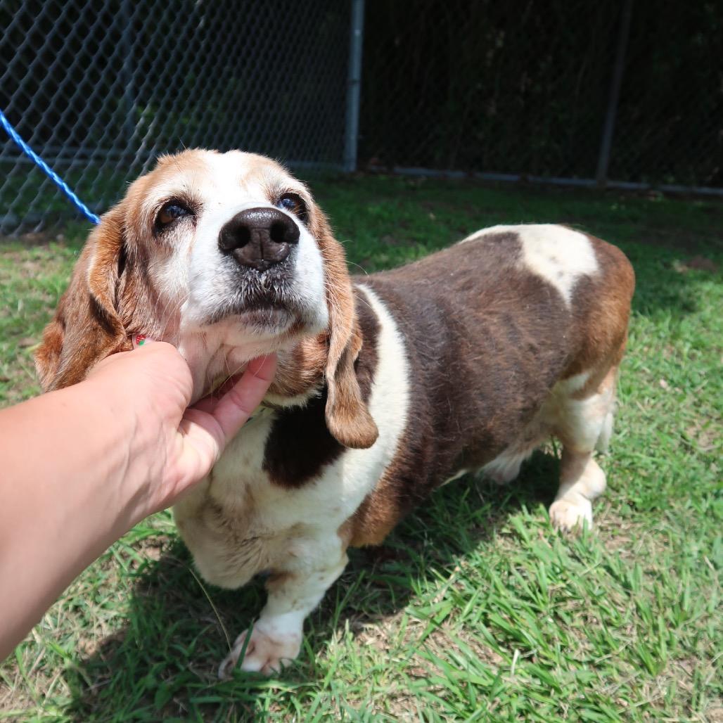 Lola, a Adoptable mixed breed in Pearland, TX image 1/6
