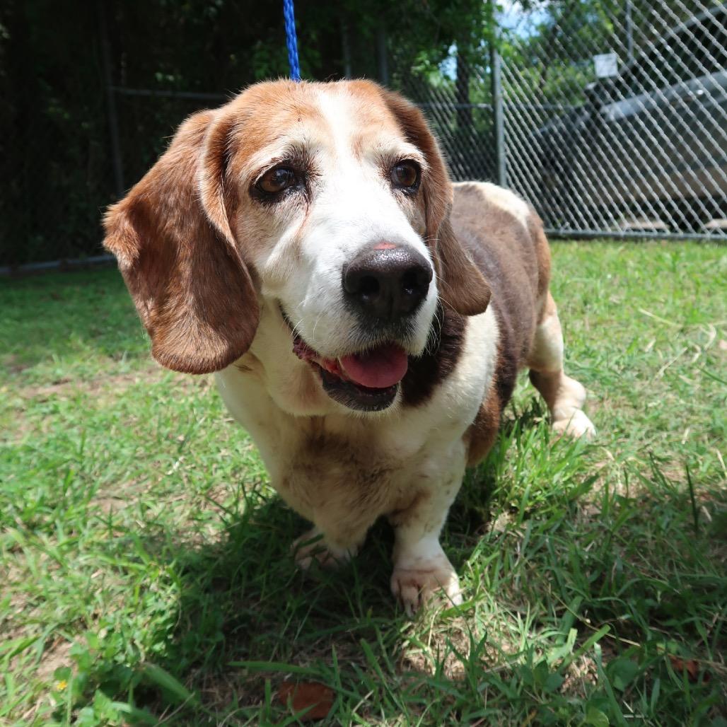 Lola, a Adoptable mixed breed in Pearland, TX image 3/6