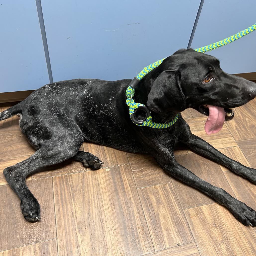 Squirrel, Adoptable, Adult Male German Shorthaired Pointer.
