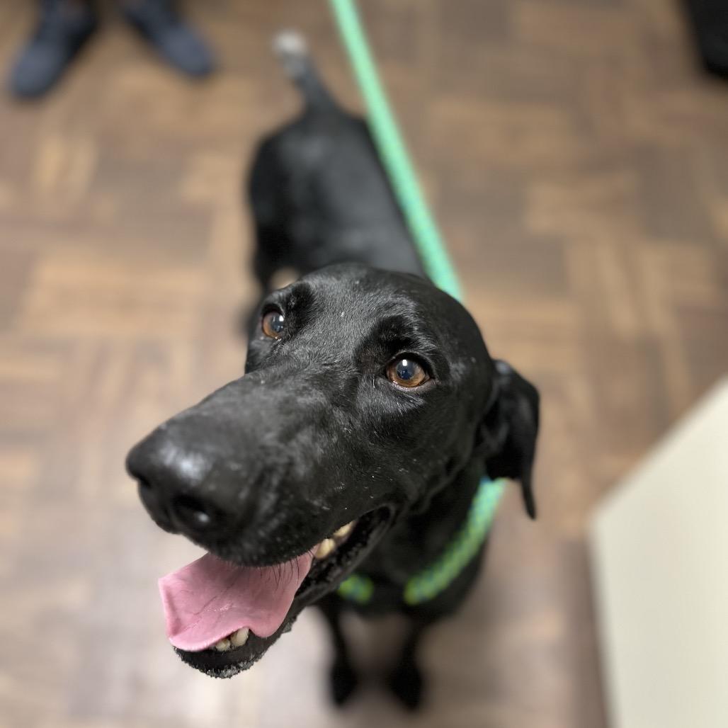 Enlarge Squirrel, a Adoptable German Shorthaired Pointer in Roxboro, NC image 2/6
