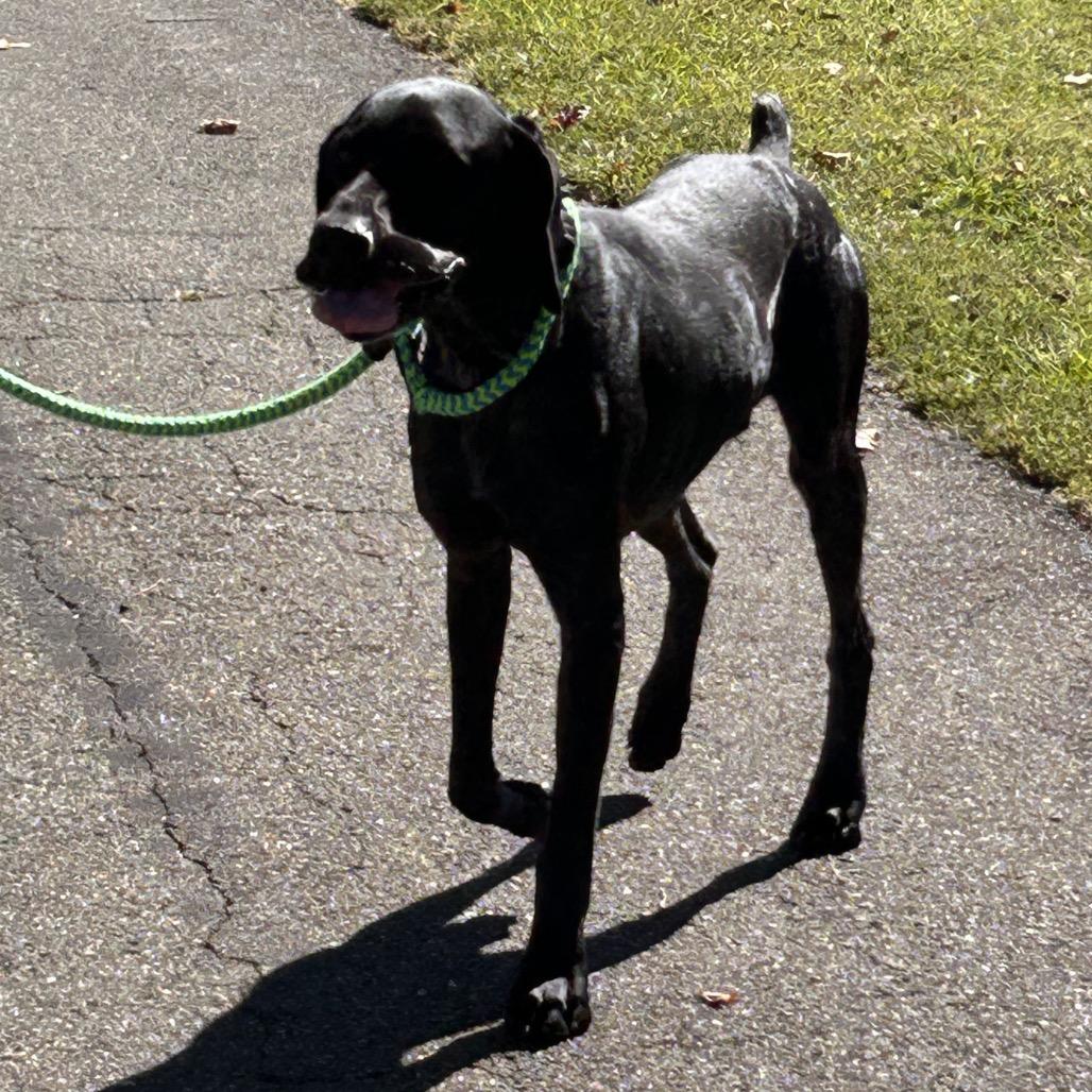 Enlarge Squirrel, a Adoptable German Shorthaired Pointer in Roxboro, NC image 3/6