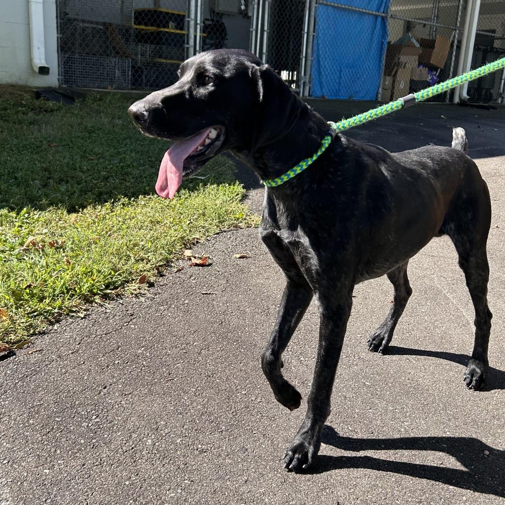 Enlarge Squirrel, a Adoptable German Shorthaired Pointer in Roxboro, NC image 4/6