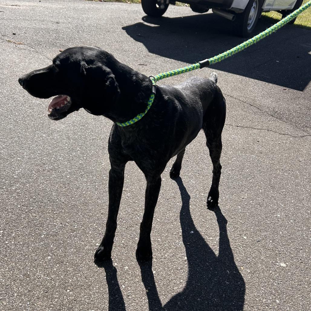 Enlarge Squirrel, a Adoptable German Shorthaired Pointer in Roxboro, NC image 5/6