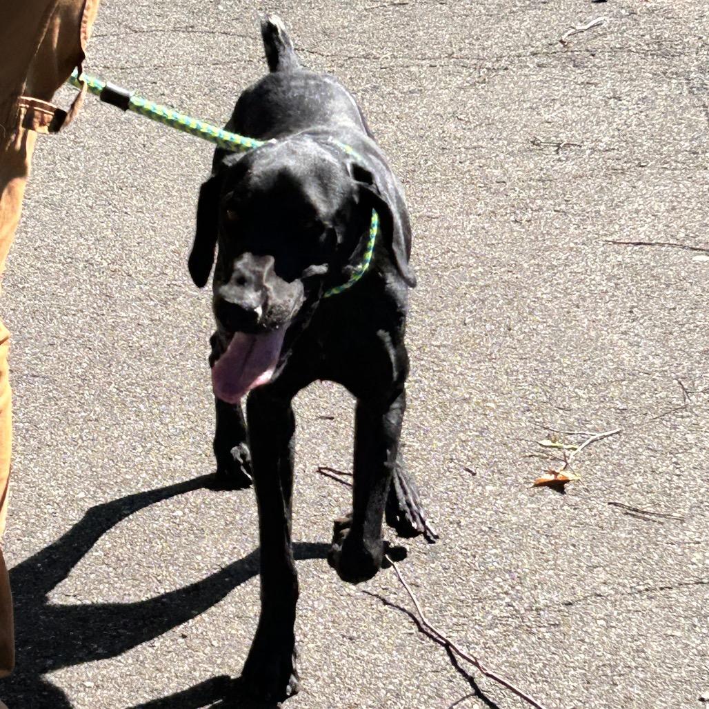 Enlarge Squirrel, a Adoptable German Shorthaired Pointer in Roxboro, NC image 6/6