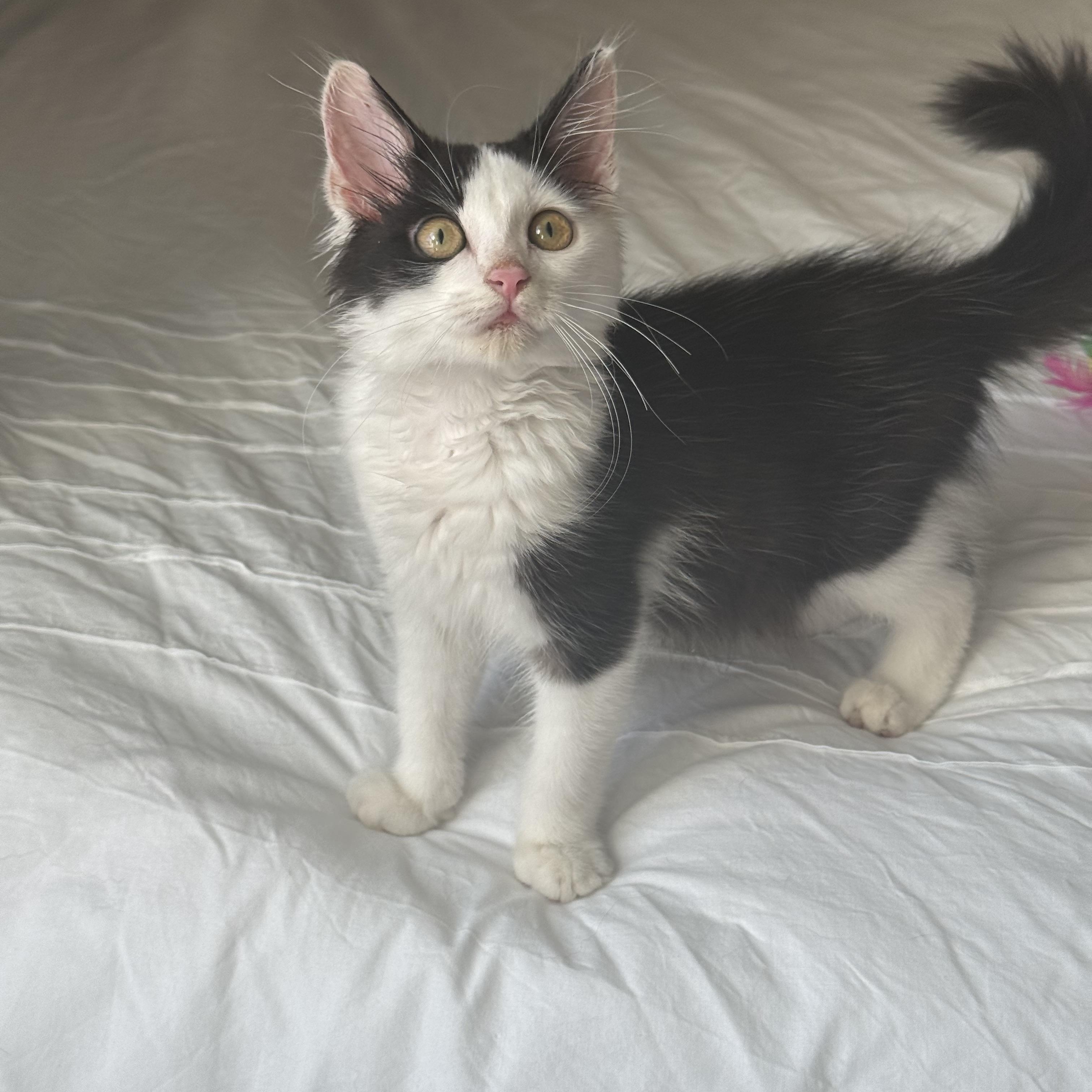 Enlarge Maverick, an adopted mixed breed in Windermere, FL image 4/6