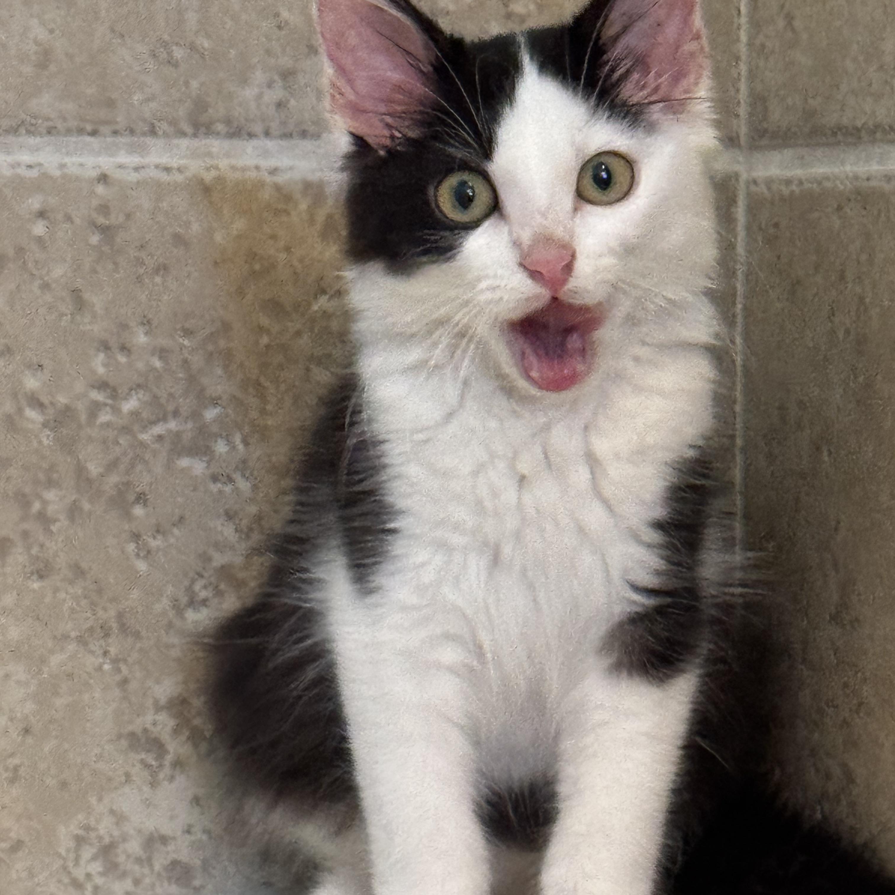 Enlarge Maverick, an adopted mixed breed in Windermere, FL image 2/6