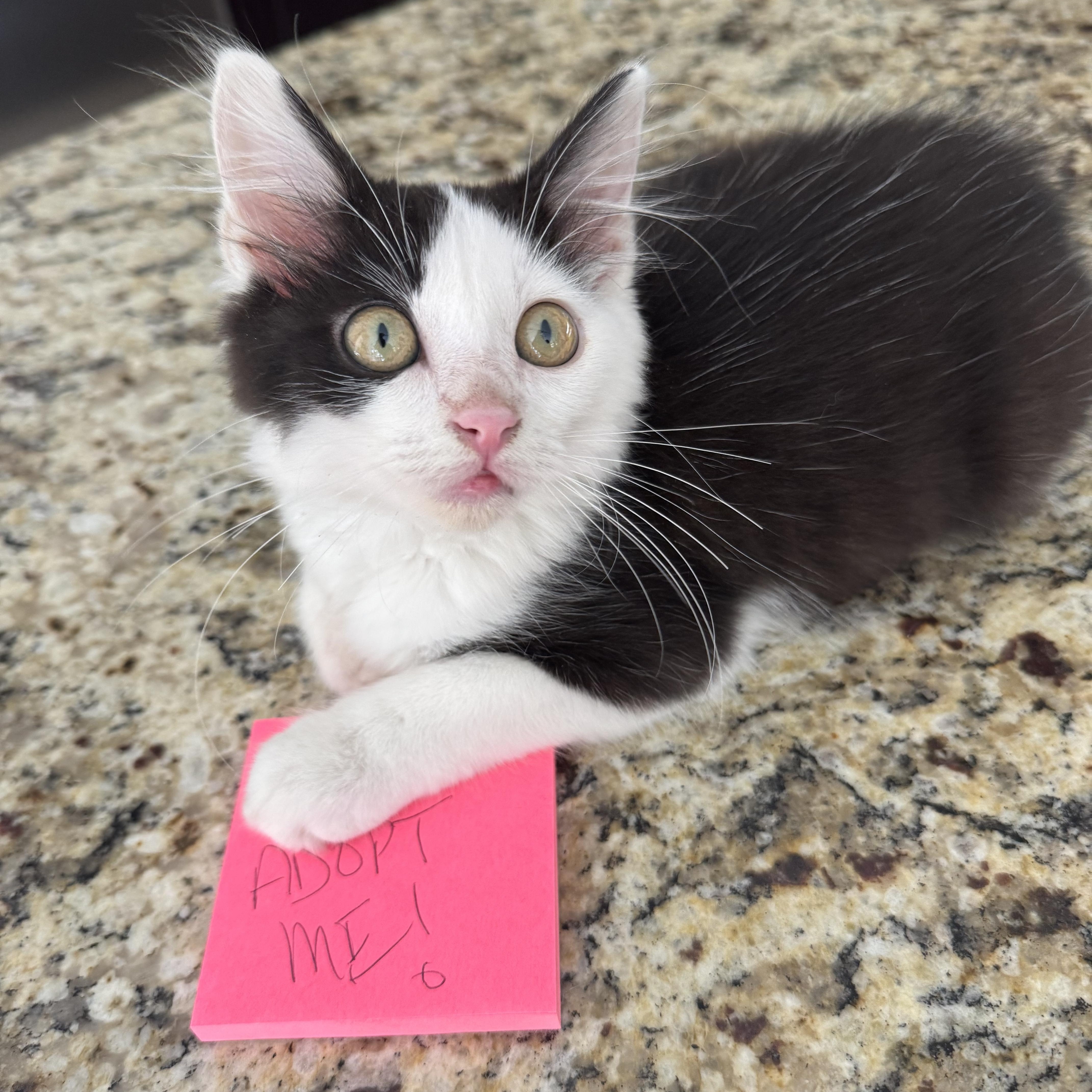 Enlarge Maverick, an adopted mixed breed in Windermere, FL image 6/6