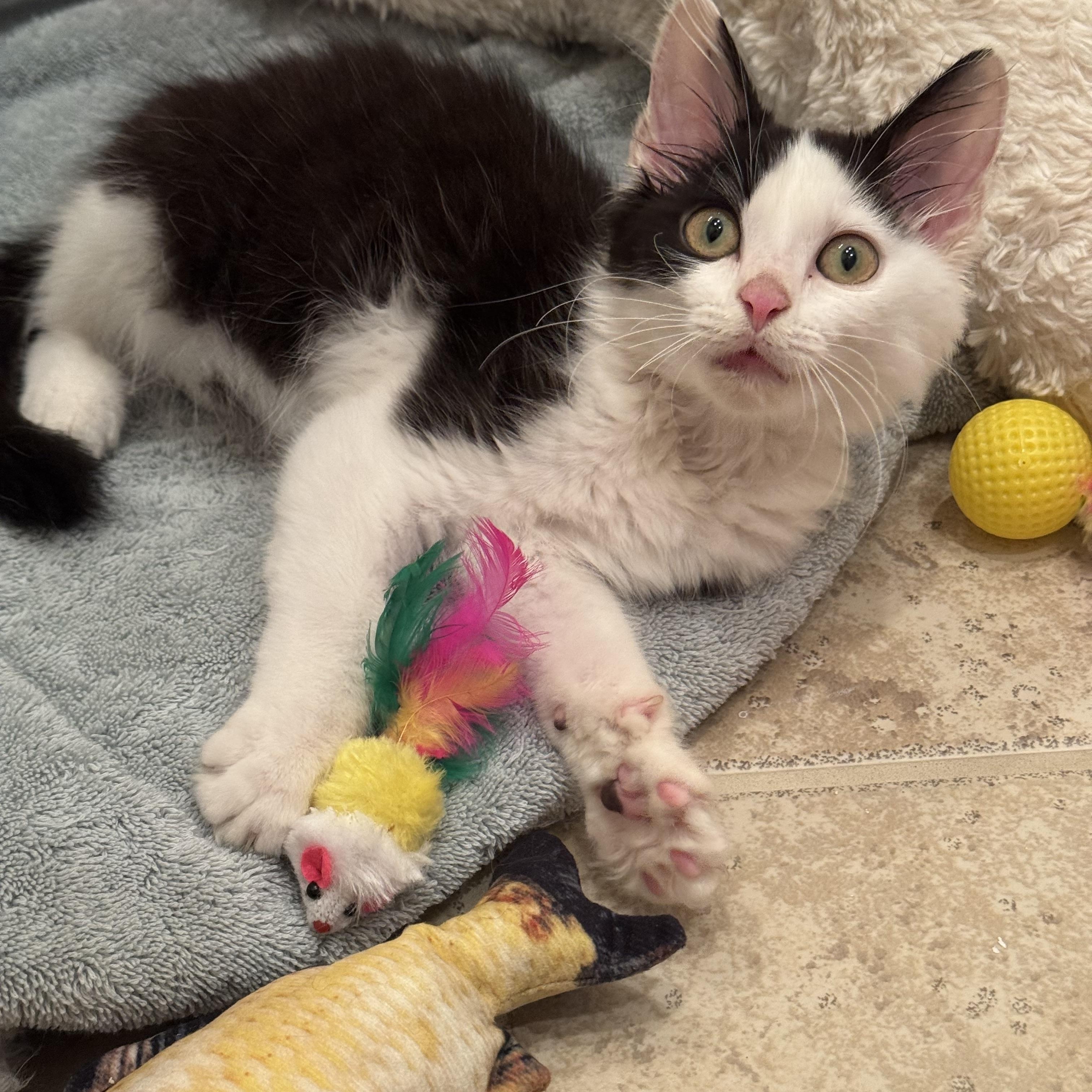 Enlarge Maverick, an adopted mixed breed in Windermere, FL image 3/6