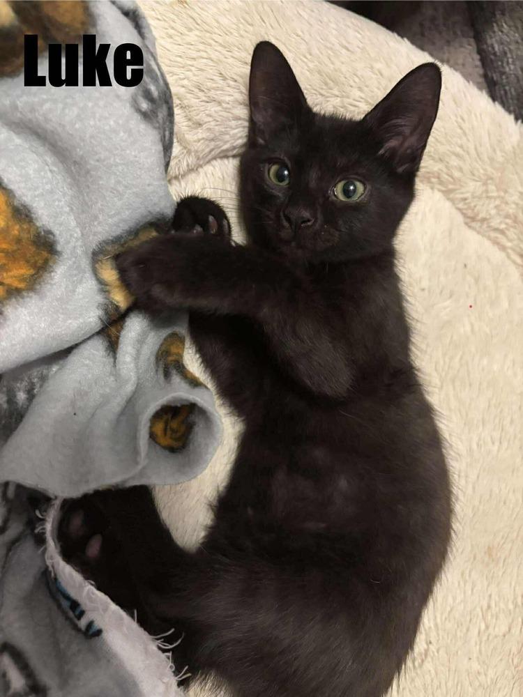 Luke, Adoptable, Kitten Male Domestic Short Hair.
