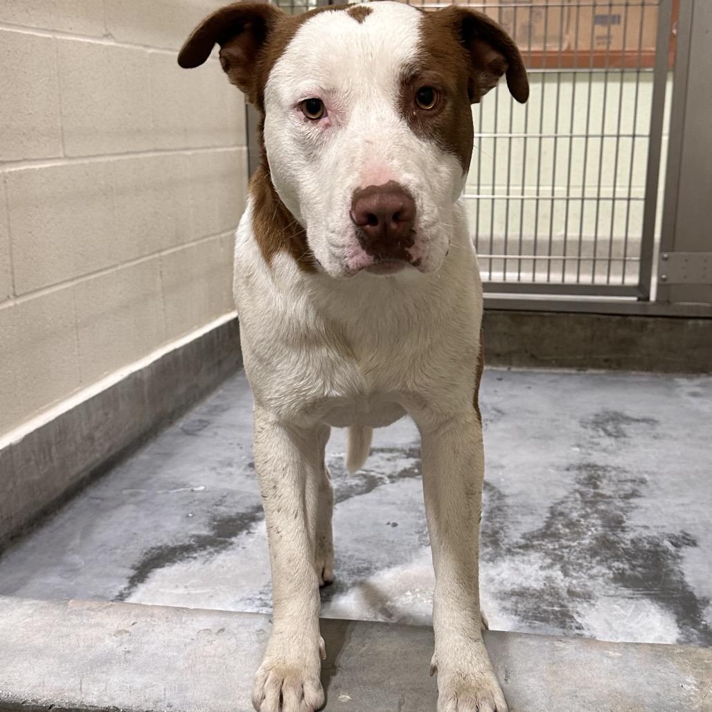 CHASE, Adoptable, Adult Male Pit Bull Terrier.