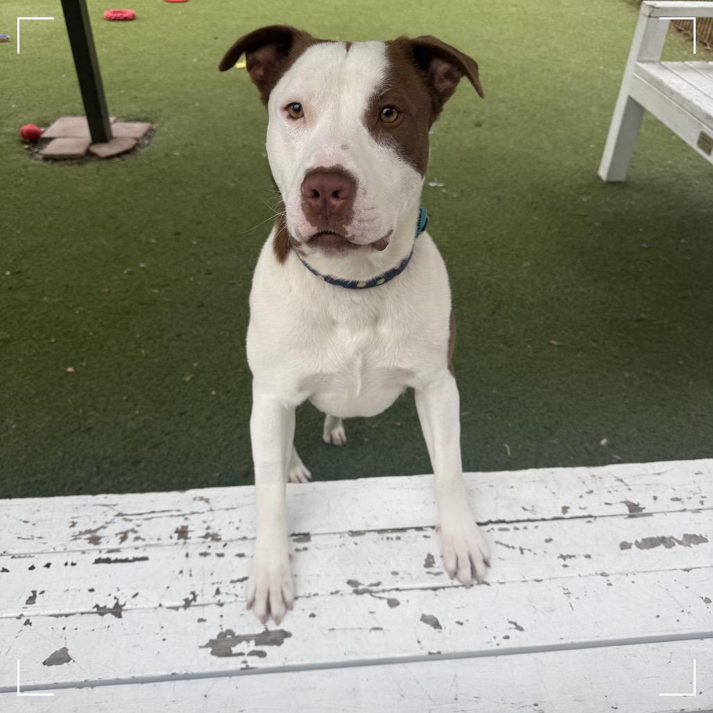 CHASE, a Adoptable Pit Bull Terrier in Upland, CA image 2/6
