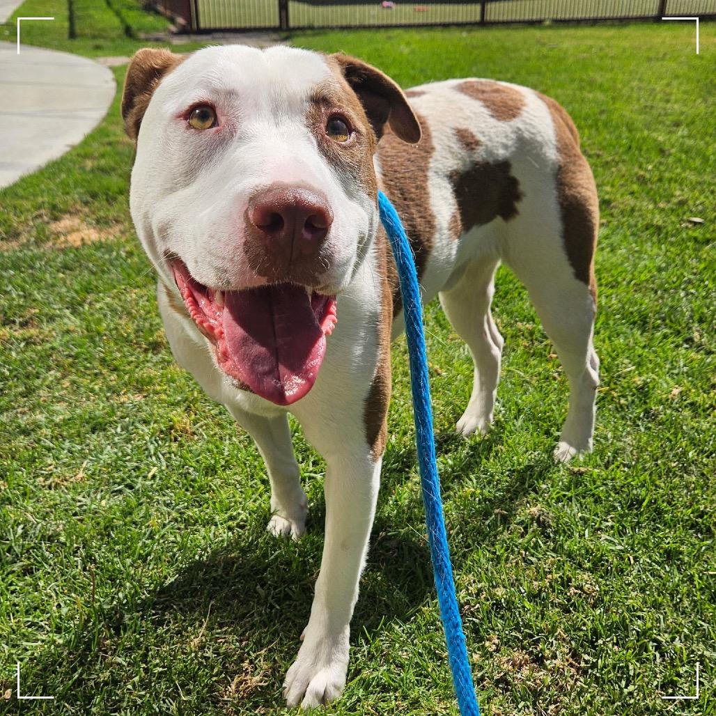 Enlarge CHASE, a Adoptable Pit Bull Terrier in Upland, CA image 2/5