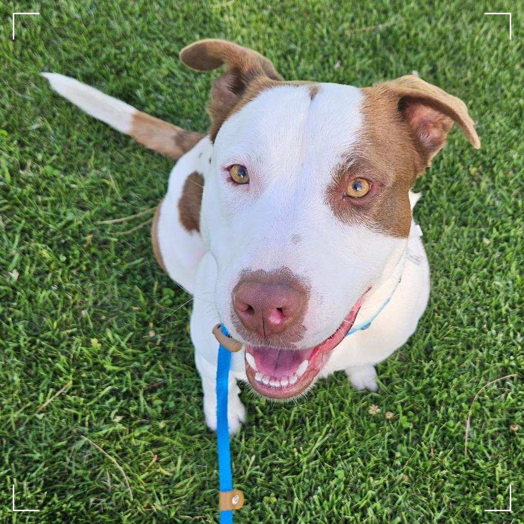Enlarge CHASE, a Adoptable Pit Bull Terrier in Upland, CA image 3/5