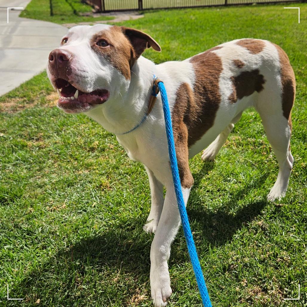 Enlarge CHASE, a Adoptable Pit Bull Terrier in Upland, CA image 4/5