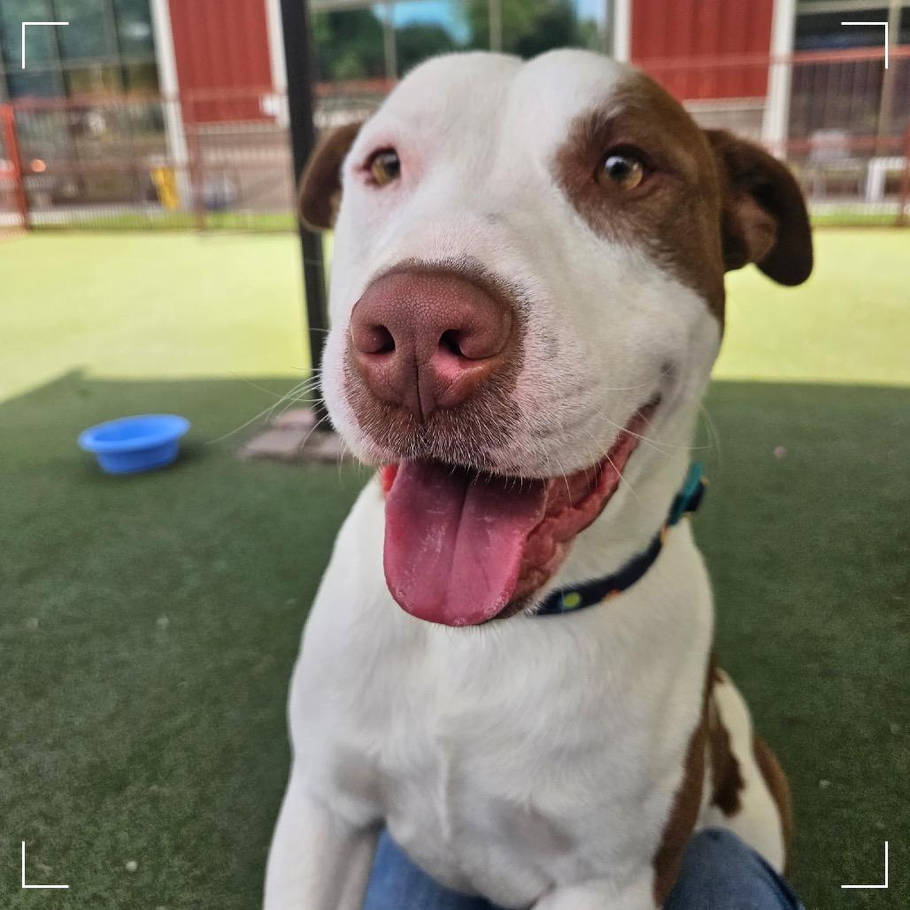 Enlarge CHASE, a Adoptable Pit Bull Terrier in Upland, CA image 5/5