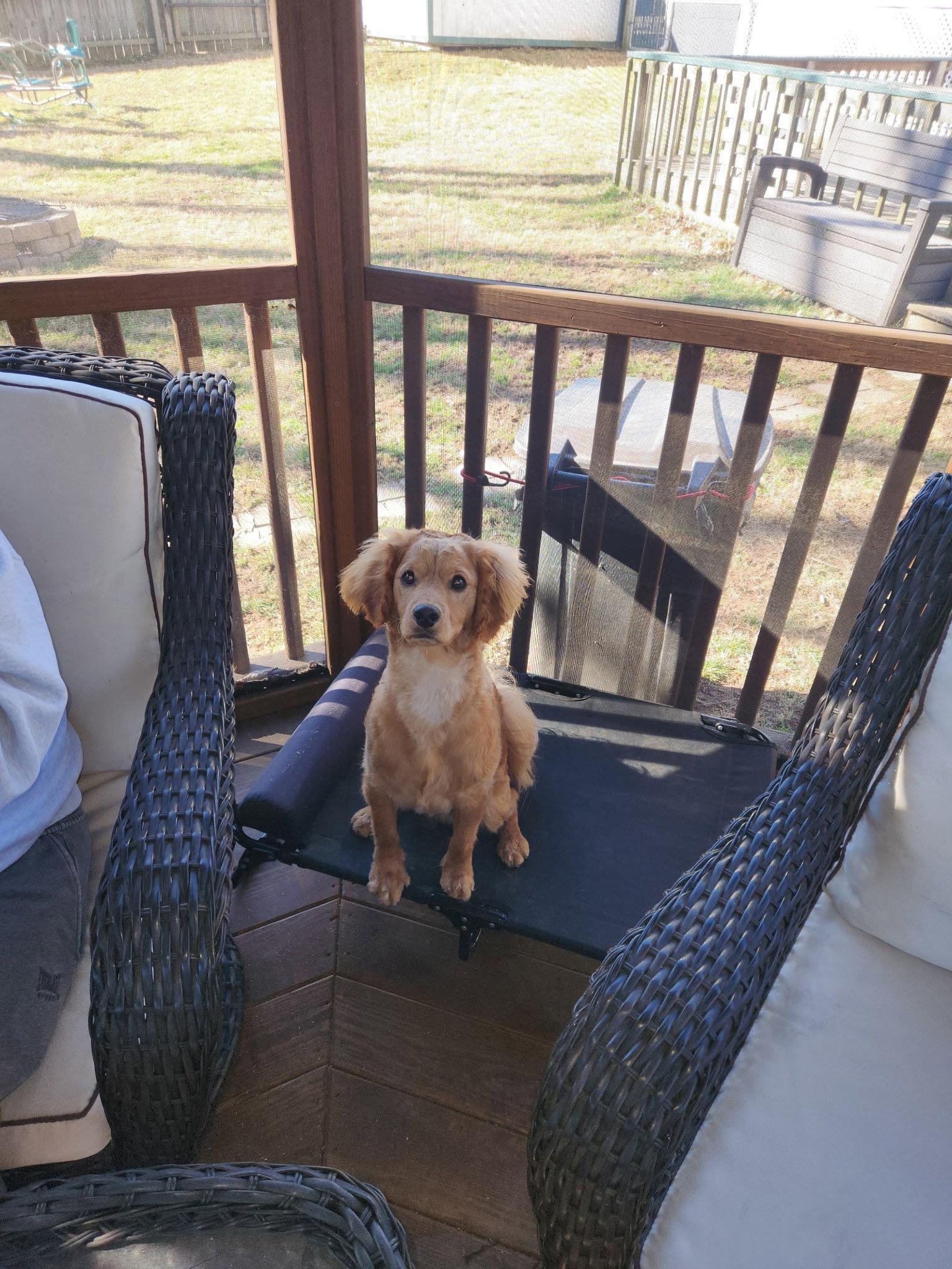 Enlarge Buddy, a Adopted mixed breed in Georgetown, KY image 1/3