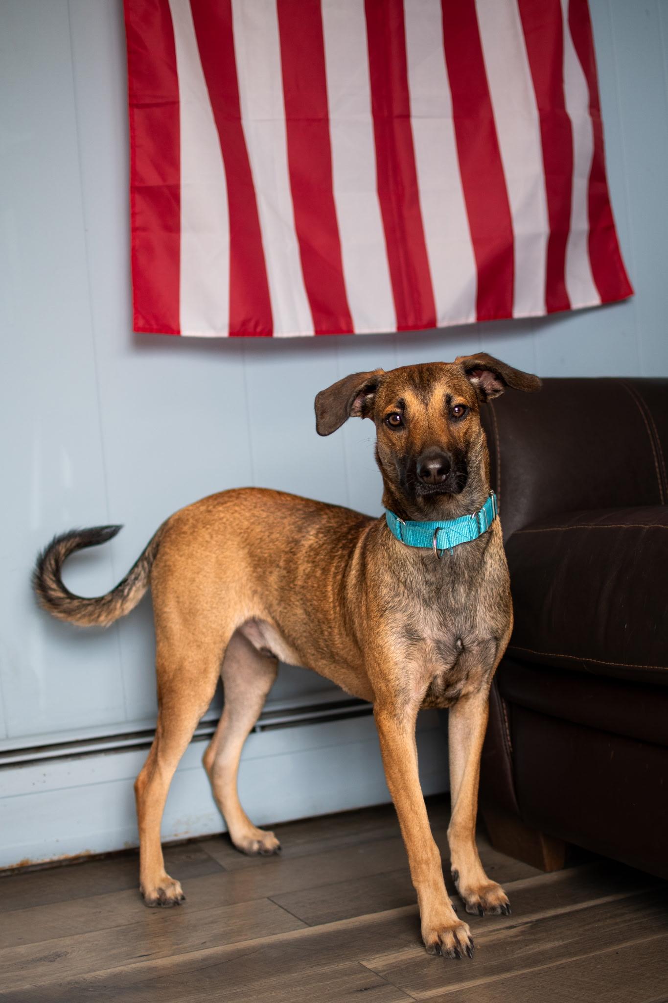 Rudy, a ADOPTABLE mixed breed in New York, NY image 3/6