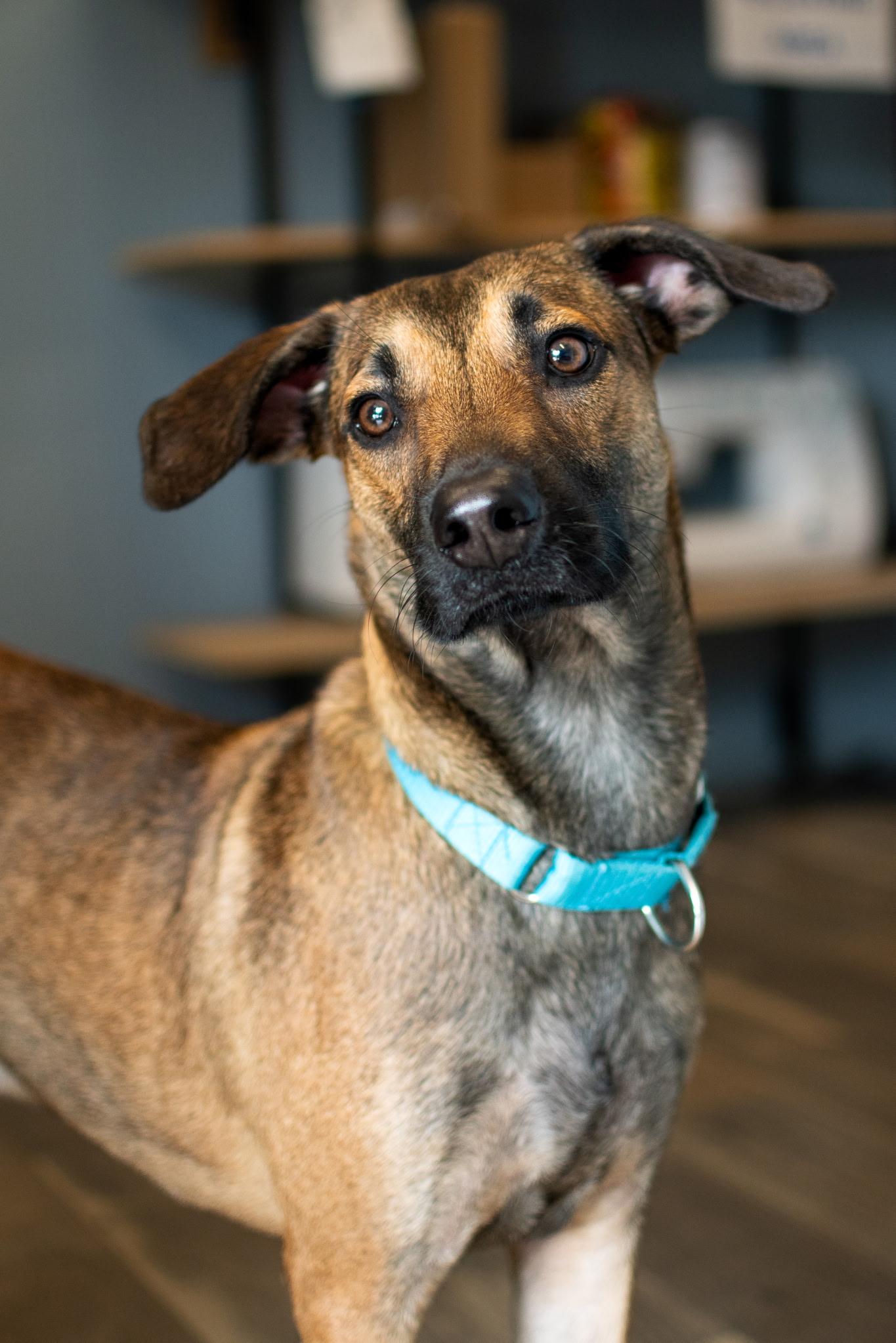 Rudy, a ADOPTABLE mixed breed in New York, NY image 2/6