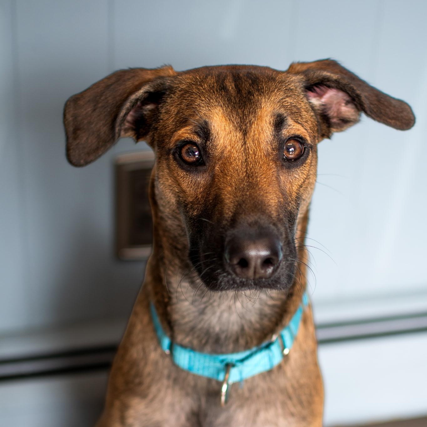 Rudy, ADOPTABLE, Young Male Whippet & German Shepherd Dog.