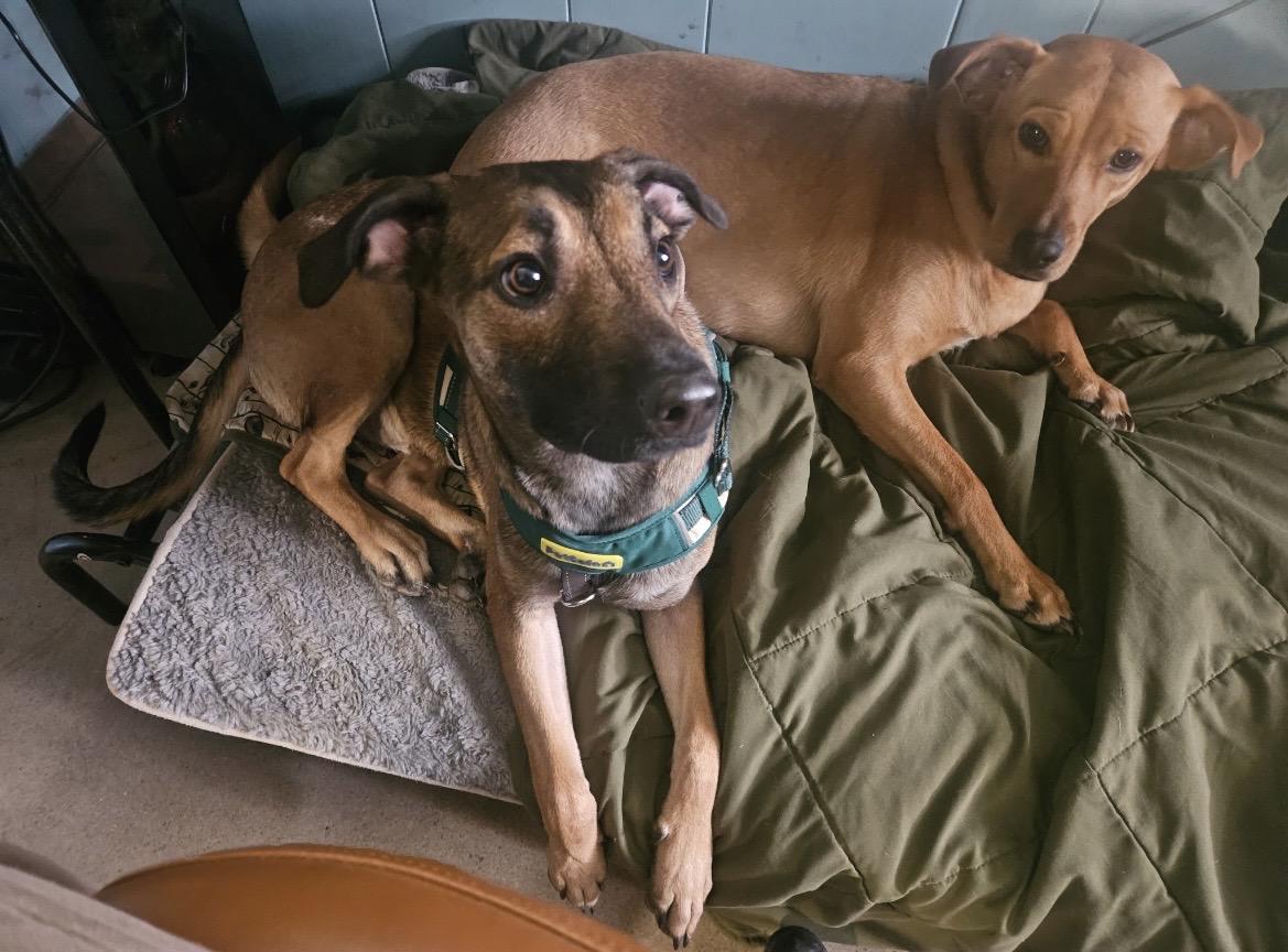 Rudy, a ADOPTABLE mixed breed in New York, NY image 5/6