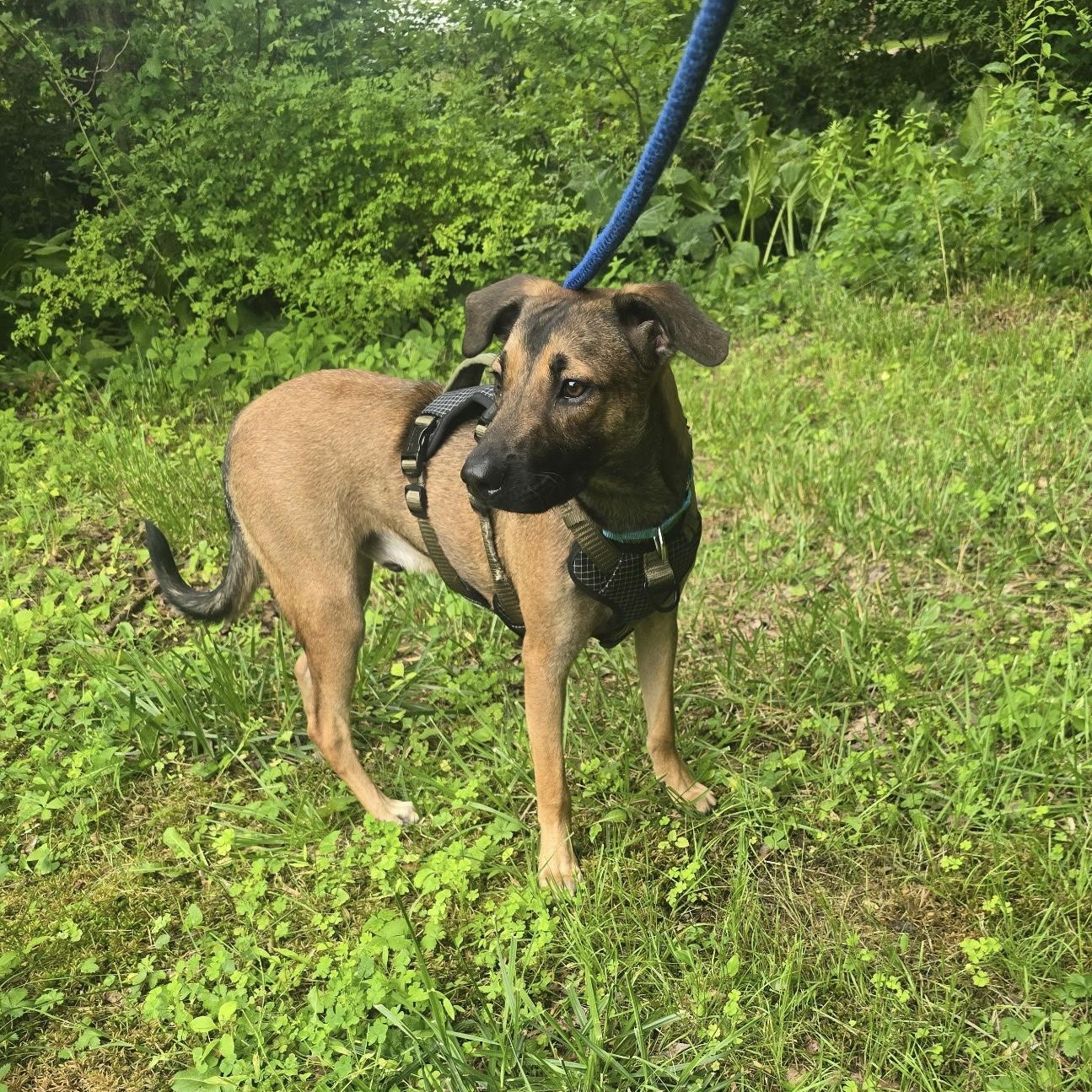 Rudy, a ADOPTABLE mixed breed in New York, NY image 1/6