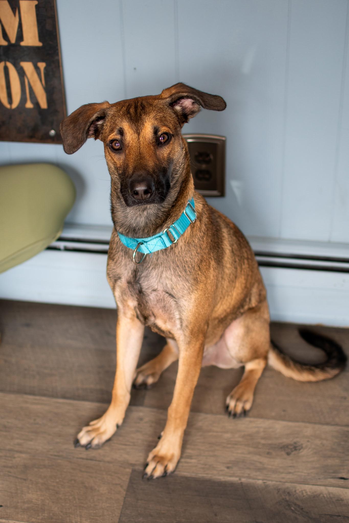 Rudy, a ADOPTABLE mixed breed in New York, NY image 4/6