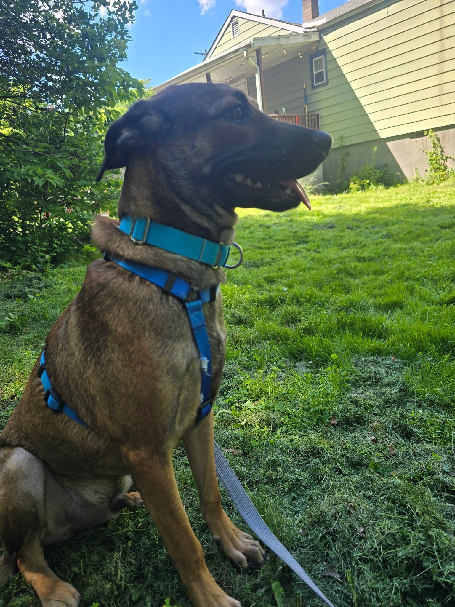 Rudy, a ADOPTABLE mixed breed in New York, NY image 4/6