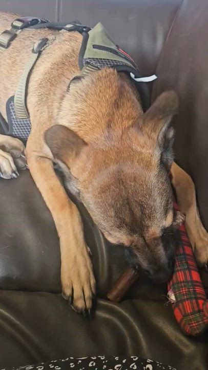 Enlarge Rudy, a ADOPTABLE mixed breed in New York, NY video 6/6
