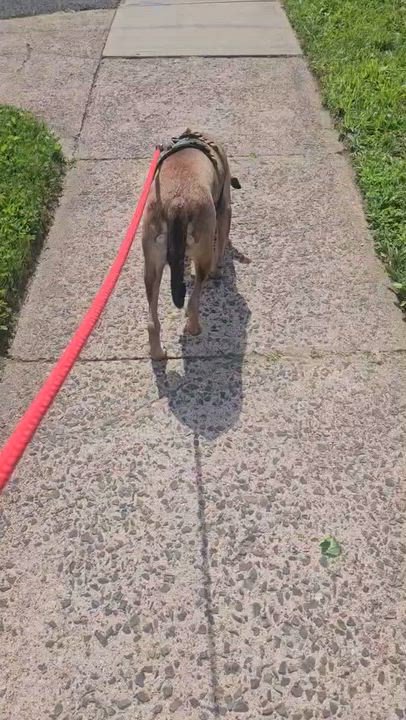 Enlarge Rudy, a ADOPTABLE mixed breed in New York, NY video 5/6