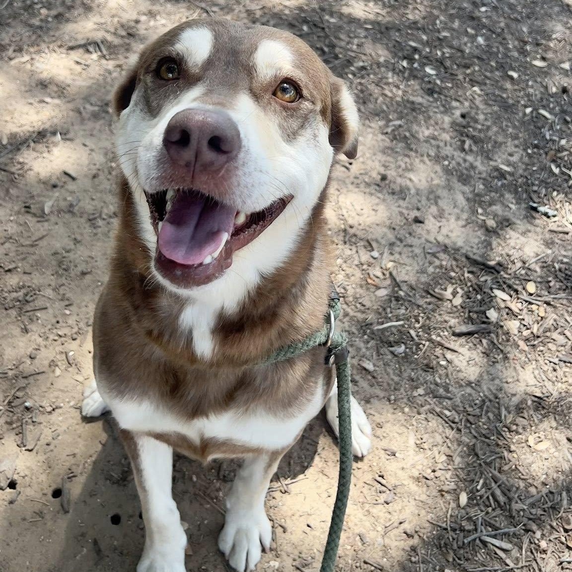 Enlarge CANNON, a Adopted mixed breed in Weatherford, TX image 2/5