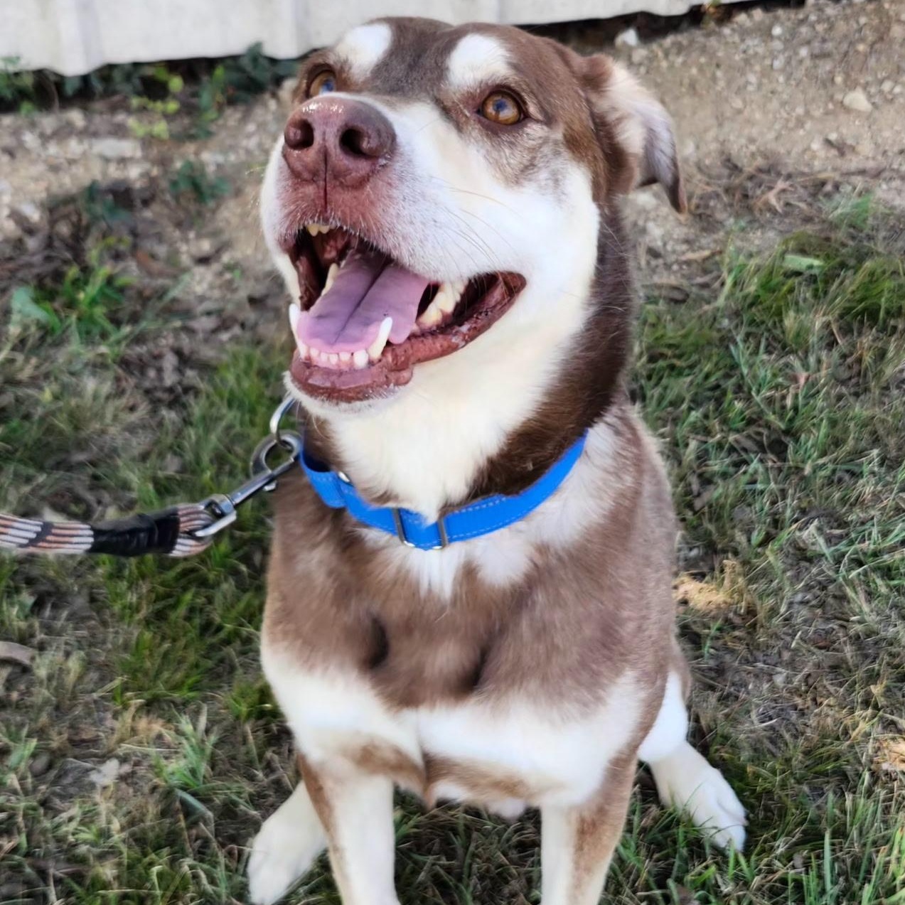 Enlarge CANNON, a Adopted mixed breed in Weatherford, TX image 4/5