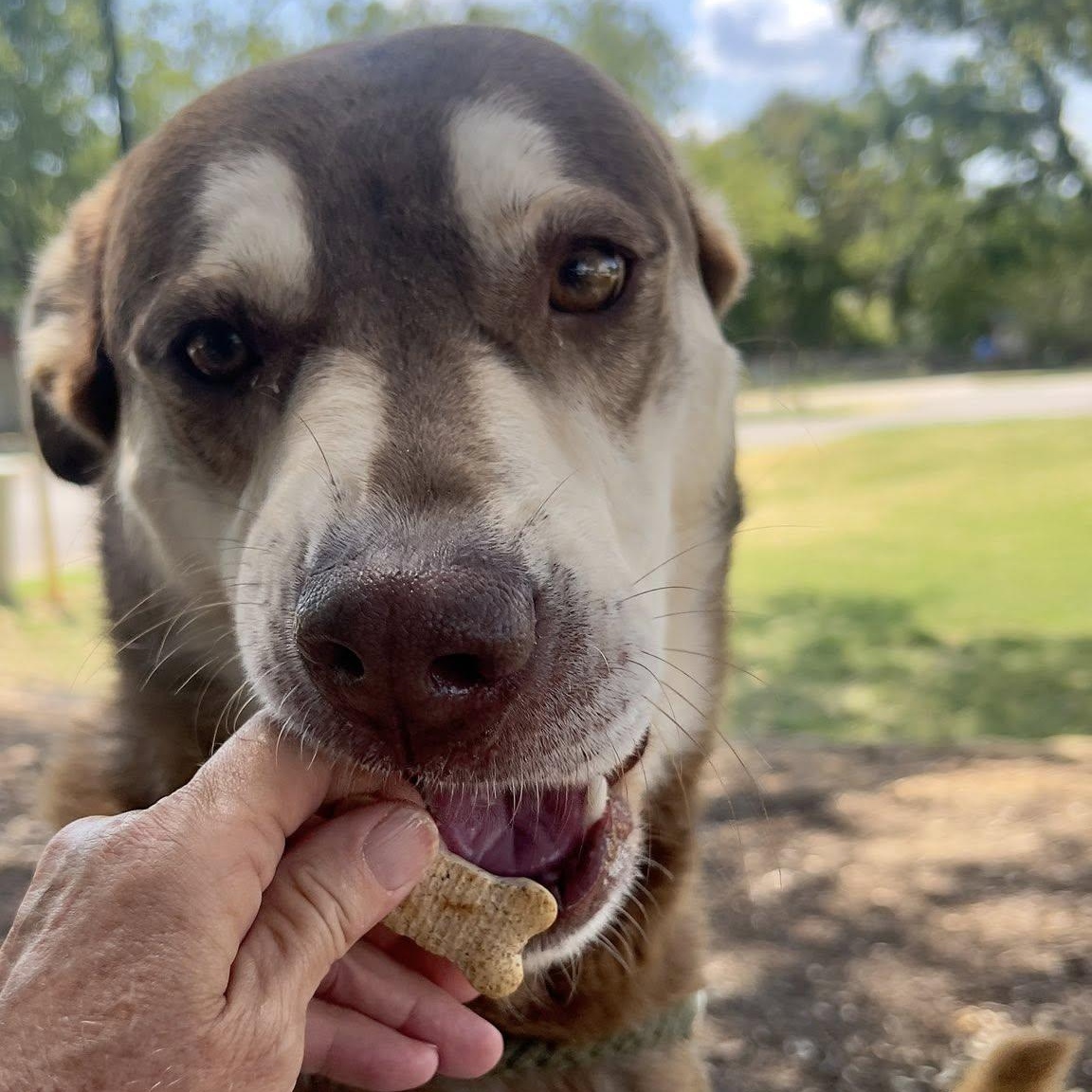 Enlarge CANNON, a Adopted mixed breed in Weatherford, TX image 5/5