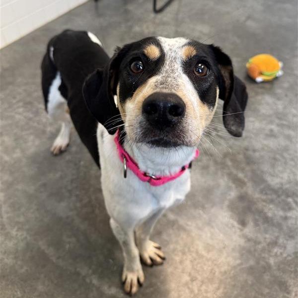 Lovey, Adoptable, Adult Female Coonhound & Beagle.