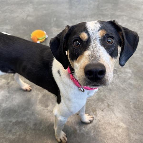 Enlarge Lovey, a Adoptable mixed breed in Melbourne, KY image 2/6