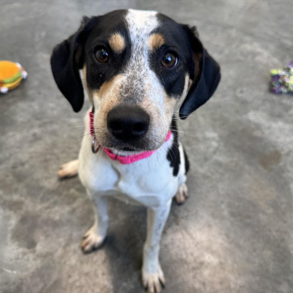 Enlarge Lovey, a Adoptable mixed breed in Melbourne, KY image 4/6