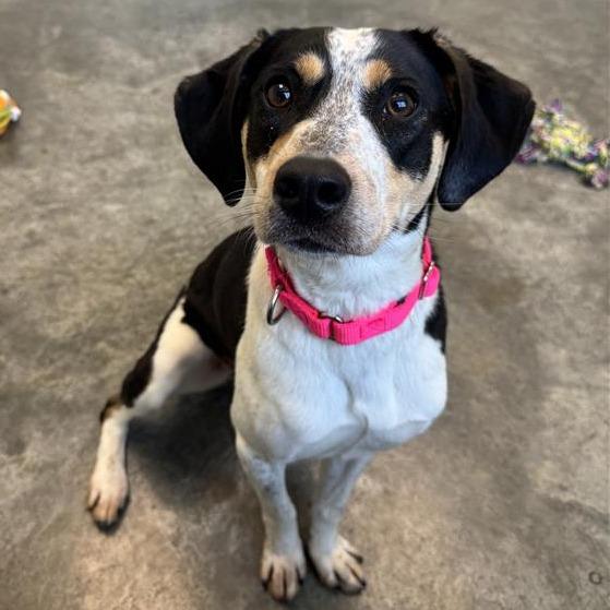 Enlarge Lovey, a Adoptable mixed breed in Melbourne, KY image 5/6