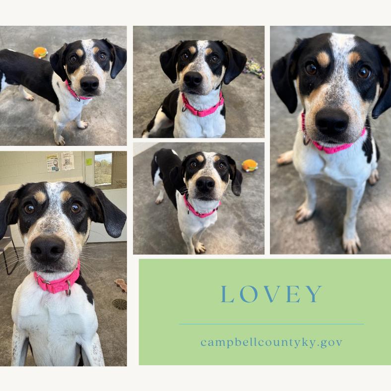 Enlarge Lovey, a Adoptable mixed breed in Melbourne, KY image 6/6