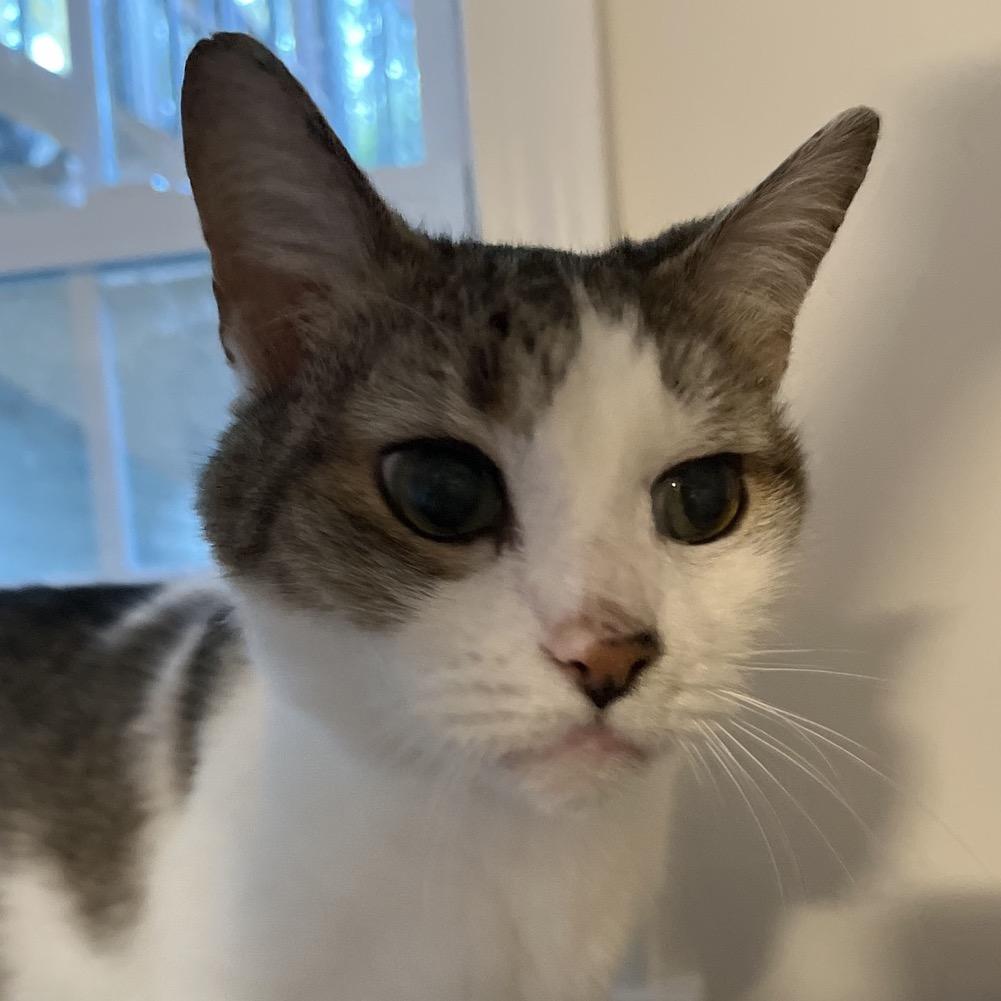Teddy, Adoptable, Senior Male American Shorthair.