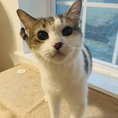 Enlarge Teddy, a Adoptable American Shorthair in Marietta, GA image 2/2